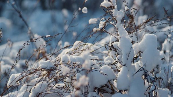 Dry snowy vegetation covered fluffy snowflakes on frozen field closeup. Withered snow-covered grass illuminated soft winter sunlight. Thick layer white snow lying on ground beautiful meadow frosty day - Photo, Image