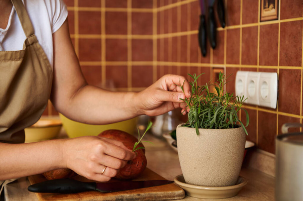 Focus sélectif sur un pot en céramique beige de romarin et de coupe de feuilles de femme au foyer pour assaisonner les patates douces tout en préparant un délicieux déjeuner végétalien sain. Cuisine méditerranéenne. Cuisine italienne - Photo, image