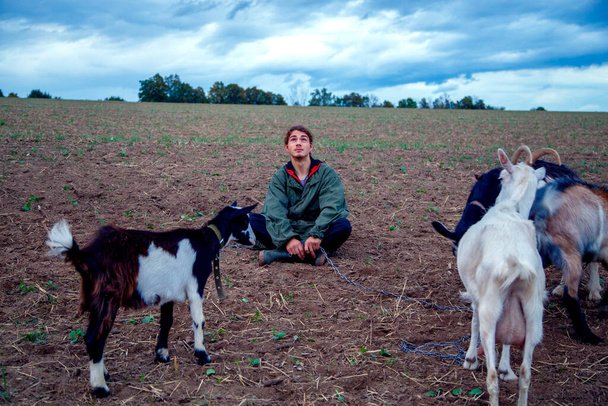 A teenage boy grazes goats in a field. A shepherd with goats in a field against a stormy sky. The concept of animal husbandry, survival, household.  - Photo, Image