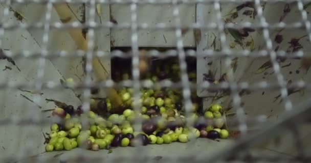 Zeytinlerin yapraklardan ve fırçalardan ayrılışını kapat. Modern bir yağ değirmeni tarafından arıtılmak için makinenin içine düşen zeytinler. Sicilya İtalya 'da zeytin hasadı. - Video, Çekim