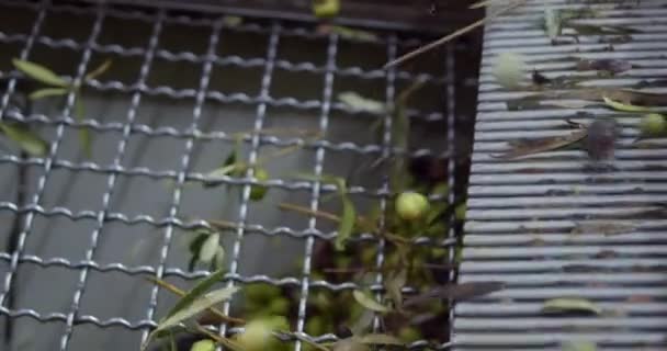 Fábrica de azeite. Movimento lento durante o processo de lavagem de azeitonas no moinho de óleo na Sicília - Filmagem, Vídeo