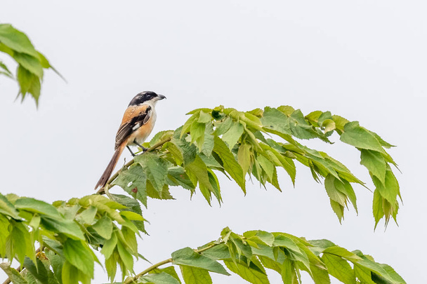 A Long Tail Shrike resting on a tree against blue sky - Photo, Image