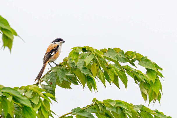 Uma cauda longa Shrike pousando em uma árvore e descansando - Foto, Imagem