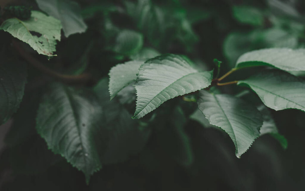 Зеленые листья сладкой вишни в дневное время, избирательный фокус - Фото, изображение