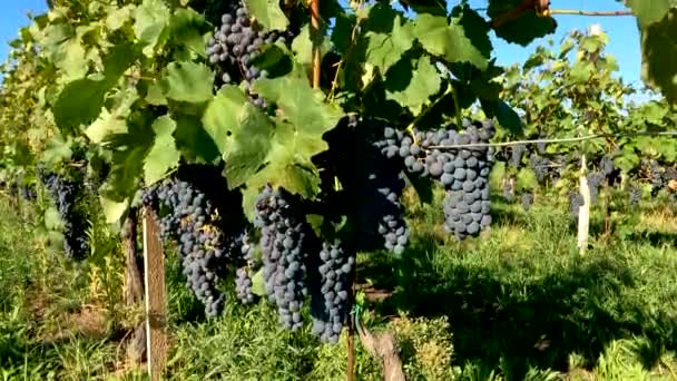  Krajina na venkově s vinicemi - 5K - Záběry, video