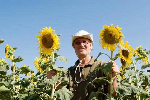 Farmer in a sunflower field - Photo, image