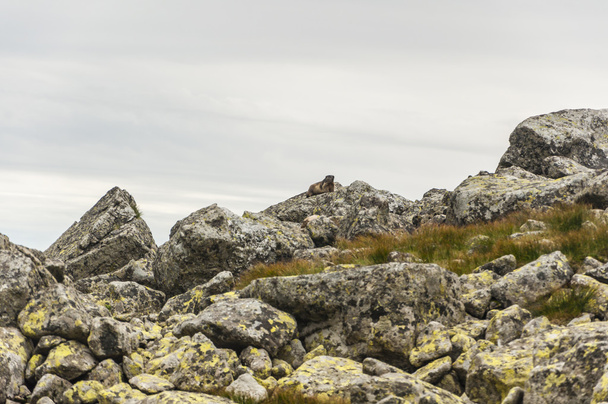 Marmota sobre pedregulhos
 - Foto, Imagem