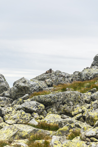 Marmota marmota latirostris - Fotoğraf, Görsel