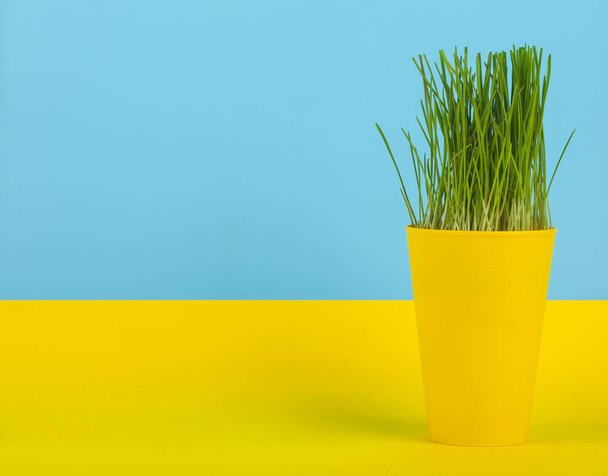Зеленая пшеница ростки в желтой чашке на желтом синем фоне. Концепция мира и возрождения.  - Фото, изображение