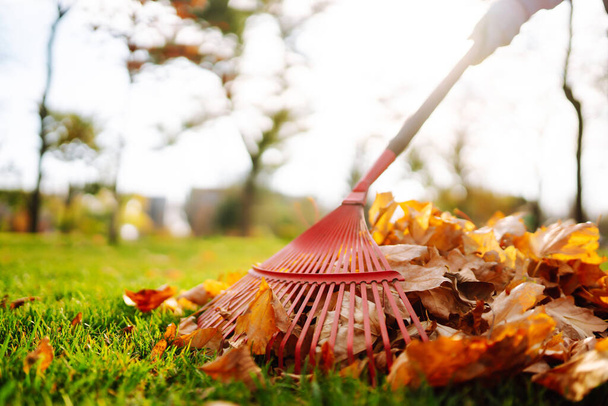 Autumn clean in garden back yard. Rake and pile of fallen leaves on lawn in autumn park. Volunteering, cleaning, and ecology concept. Seasonal gardening. - Photo, Image