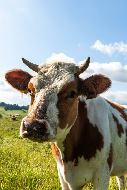 Happy cow portrait in summer at green meadow. - Foto, afbeelding