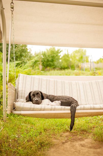 Černý pes odpočívá na zahradě. Labrador retrívr na houpačce. - Fotografie, Obrázek