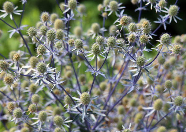 Eryngium planum, the blue eryngo or flat sea holly, is a species of flowering plant in the family Apiaceae, native to the area that includes central and southeastern Europe and central Asia.  - Photo, Image