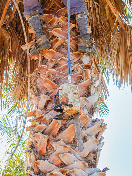 Çalışanların bacakları ve botları aşağıdaki ipte sallanan elektrikli testereyle palmiye ağacına tırmandı. - Fotoğraf, Görsel
