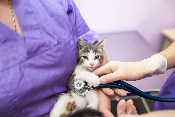 Veterinary examination of cat with stethoscope in clinic.Photo of a veterinarian listening with a stethoscope to a cat at an appointment in a veterinary clinic. Animal care concept - Fotoğraf, Görsel