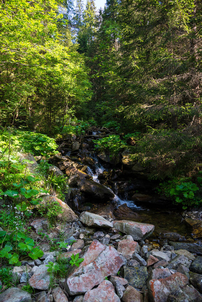 Carpathian forest. Small mountain river in the Carpathians - Fotó, kép