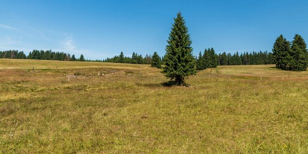 Гірська лука з деревами і лісами на задньому плані біля Пребуза влітку в Чеській республіці. - Фото, зображення