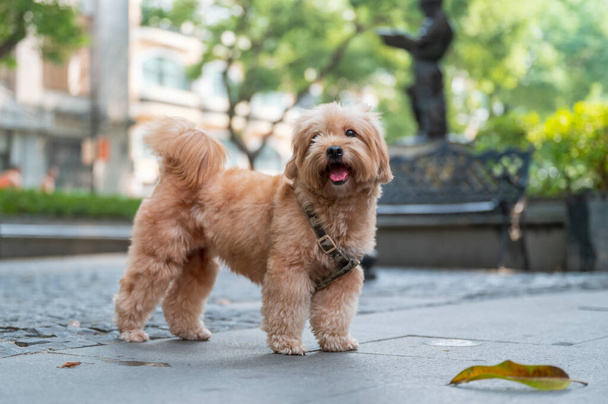 The cute yellow puppy is walking in the park - Fotoğraf, Görsel