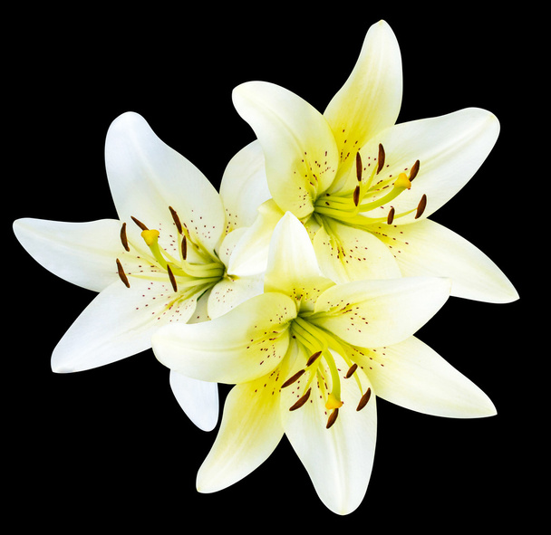 квіти жовті лілії
 - Фото, зображення