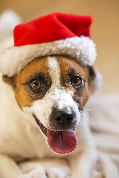 Vicces Jack Russell terrier, akinek a nyelve Santa Claus kalapban lóg. családi karácsony - Fotó, kép