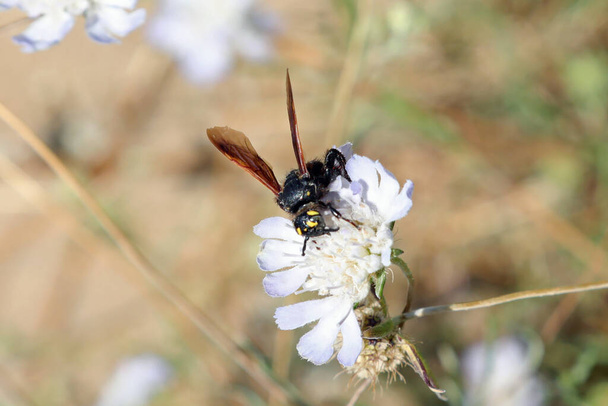 vaarallinen mammutti-tyyppinen ampiainen imee nektaria kukasta - Valokuva, kuva