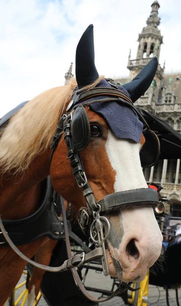 horse with blinders to lead the carriage to transport tourists to the European city - Photo, Image