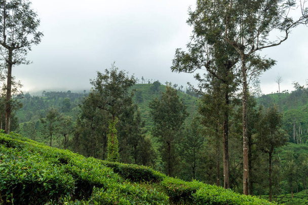 It is necessary to plant a mixture of different species of shade trees to avoid the damage of epidemic pests and diseases. Silver oak is the most preferred shade tree species in tea plantations. Here are some trees in the middle of tea plantations. - Photo, Image