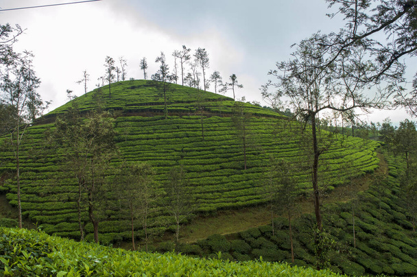 It is necessary to plant a mixture of different species of shade trees to avoid the damage of epidemic pests and diseases. Silver oak is the most preferred shade tree species in tea plantations. Here are some trees in the middle of tea plantations. - Foto, Bild