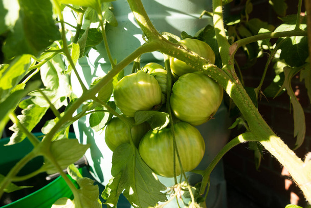 It is helpful when tomatoes ripen progressively across a truss, because it means you can pick them fresher and in more manageable numbers to avoid waste. - Foto, imagen