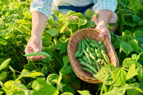Woman picking green beans in summer garden. Growing natural eco organic healthy vegetables. Food, horticulture, harvest, agriculture concept - Fotoğraf, Görsel