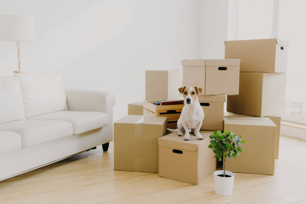 Animals, relocation and moving concept. Small pedigree dog poses on pile of carton boxes with personal hosts belongings, changes place of living together with its owners, empty room with sofa - Photo, Image