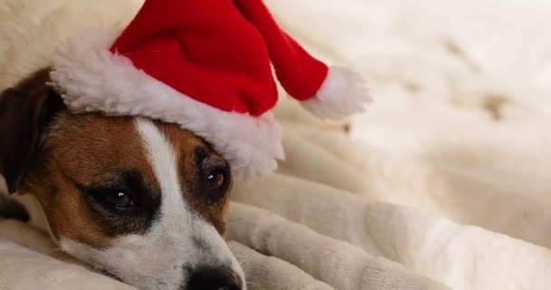 Der niedliche Jack Russell Terrier liegt in einer Weihnachtsmannmütze. Familienweihnachten - Filmmaterial, Video