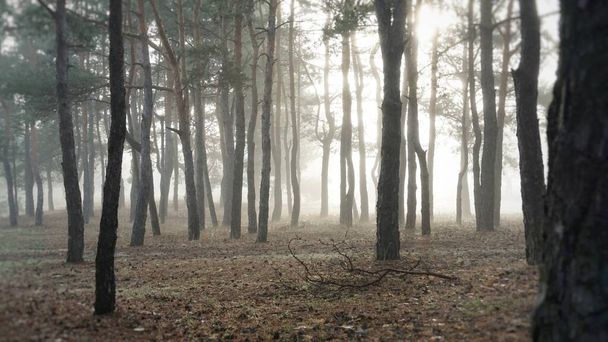 Strong, large, dense fog in the forest - Fotó, kép