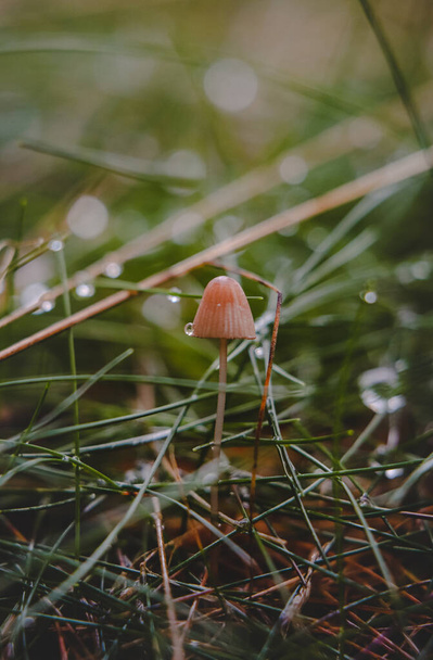Fine details and parts of the untouched nature after rainy weather that we find all around us. Beskydy mountains, Czech republic. - Photo, Image