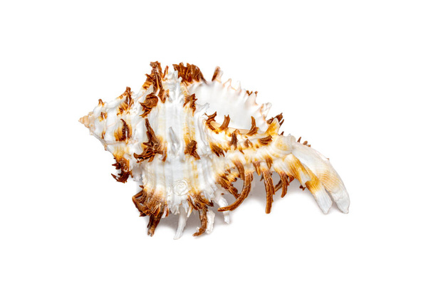 Image of chicoreus ramosus seashell common name the ramose murex or branched murex on a white background. Sea shells. Undersea Animals. - Foto, Imagem
