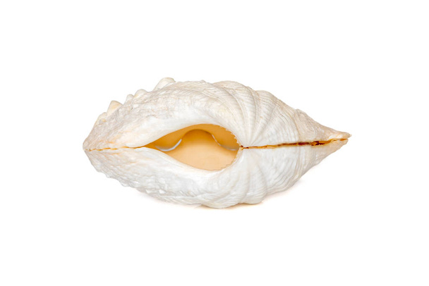 Image of seashells clam pearled on a white background. Undersea Animals. Sea Shells. - Fotoğraf, Görsel