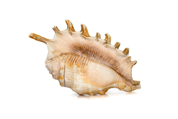 Image of Millipede spider conch (Lambis millepeda) isolated on white background. Sea snail. Undersea Animals. Sea Shells. - Photo, Image