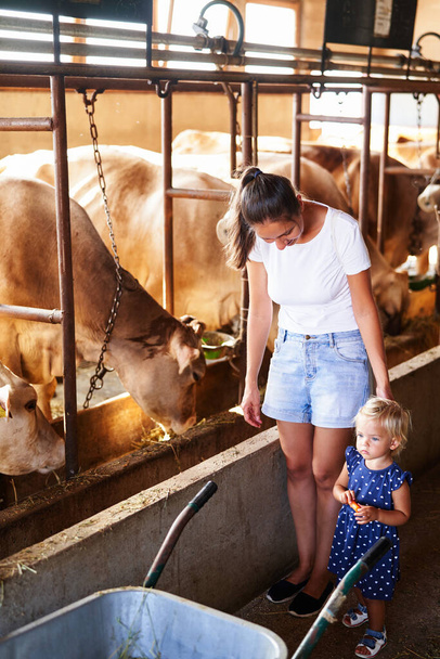 小さな女の子を持つお母さんは、農場に牛がいる牧場の近くに立っています。高品質の写真 - 写真・画像