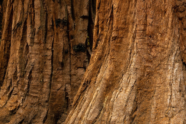 Vlekken brandmerken en textuur op Sequoia Tree Bases in Yosemite National Park - Foto, afbeelding
