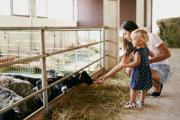 Äiti pienen tytön kanssa ruokkii lampaita porkkanoilla maatilalla. Laadukas kuva - Valokuva, kuva