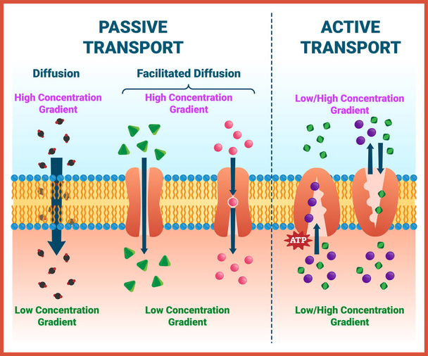 Active vs passive transport vector illustration. Molecular substance movement - Vector, Image