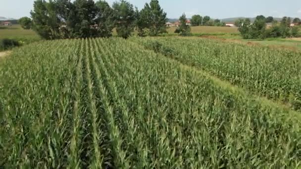 campos de maíz, campos de maíz aéreos y zonas rurales - Imágenes, Vídeo