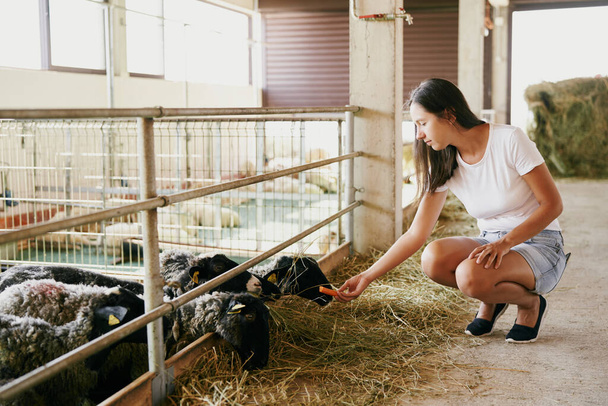 Young woman squats in front of a paddock and feeds carrots to sheep. High quality photo - Photo, Image