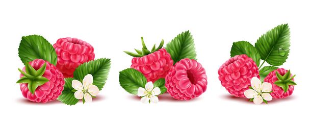 Framboises mûres avec des fleurs et laisse trois compositions réalistes isolées sur fond blanc illustration vectorielle - Vecteur, image