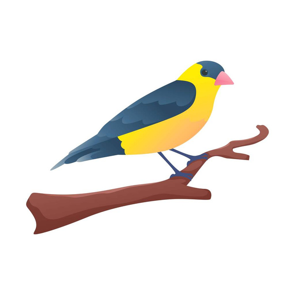 Lesser Goldfinch Perched on branch with isolated background - Vector, Image