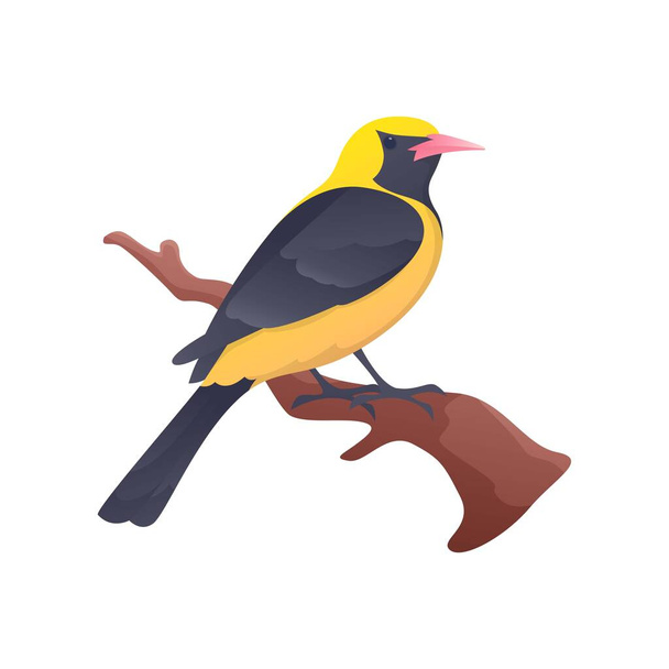 Yellow and black Oriole on branch with isolated background - Vector, Image