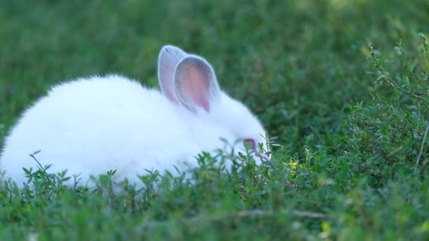 Conejito blanco en la hierba verde en el jardín cerca de la casa. Un lindo conejito está caminando sobre la hierba - Imágenes, Vídeo