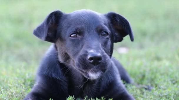 Ein schöner kleiner schwarzer Hund frisst einen Knochen und liegt im grünen Gras. Hungriger Hund - Filmmaterial, Video