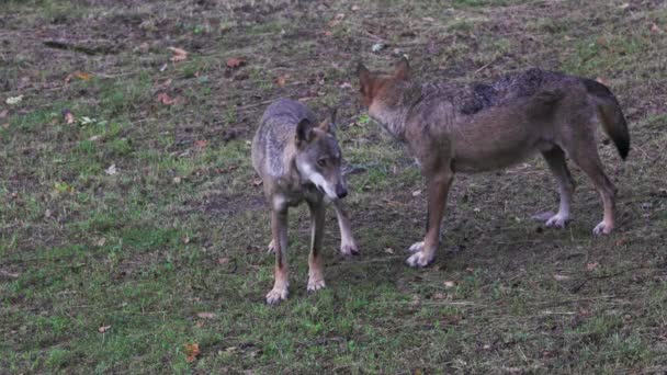 Italienischer Wolf, Canis Lupus Italicus, einzigartige Unterart des heimischen Grauwolfs. Ausgewachsene Exemplare aus dem Wald - Filmmaterial, Video