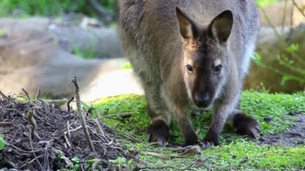 Невеликий кенгуру їсть
 - Кадри, відео